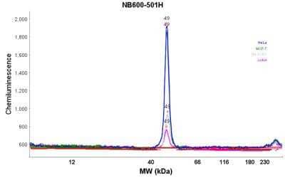 Simple Western: beta-Actin Antibody (AC-15) [HRP] [NB600-501H] - Electropherogram image(s) of corresponding Simple Western lane view. Beta-Actin antibody was used at 1:100 dilution on Hela, MCF-7, SH-SY5Y, & Jurkat lysate(s).