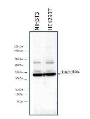 Western Blot: beta-Actin Antibody (AC-15) [HRP] [NB600-501H] - Analysis of beta-actin in NIH/3T3 and HEK293T cells using beta-actin antibody conjugated with HRP. Image from verified customer review.
