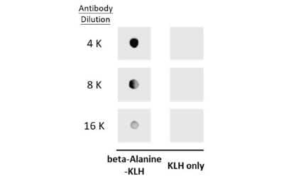Dot Blot: beta-Alanine Antibody [NBP3-13408] - Dot blot analysis of 100 ng BSA-conjugated bata-Alanine, using beta-Alanine antibody (NBP3-13408) at 1:4000, 1:8000, and 1:16000.
