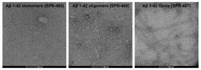 Electron Microscopy: beta Amyloid 42 Peptide [NBP3-18318] - TEM of amyloid beta 1-42 monomers (NBP3-18318, left), oligomers (middle) and fibrils (right). Negative stain transmission electron microscopy images acquired at 80 Kv on carbon coated 400 mesh copper grids using phosphotungstic acid and uranyl acetate stain. Scale bar = 100 nm.