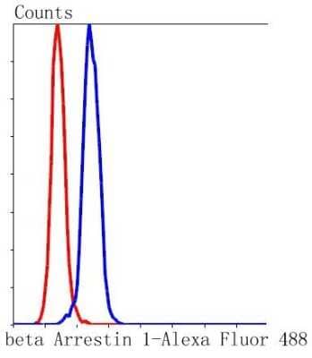 Flow Cytometry: beta-Arrestin 1 Antibody (ST51-08) [NBP2-67510] - Analysis of Hela cells with beta Arrestin 1 antibody at 1:50 dilution (blue) compared with an unlabelled control (cells without incubation with primary antibody; red). Alexa Fluor 488-conjugated goat anti rabbit IgG was used as the secondary antibody.