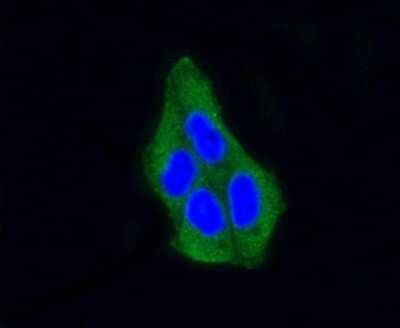 Immunocytochemistry/Immunofluorescence: beta-Arrestin 1 Antibody (ST51-08) [NBP2-67510] - Beta Arrestin 1 in HeLa cells (green). The nuclear counter stain is DAPI (blue). Cells were fixed in paraformaldehyde, permeabilized with 0.25% Triton X-100 in PBS.
