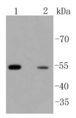 Western Blot: beta-Arrestin 1 Antibody (ST51-08) [NBP2-67510] - Analysis of beta Arrestin 1 on different lysates using anti-beta Arrestin 1 antibody at 1:1,000 dilution. Positive control:  Lane 1: PC12  Lane 2: Jurkat.