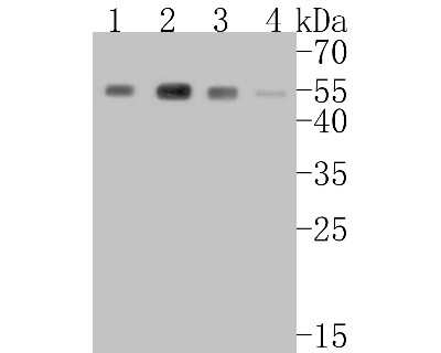 Western Blot: beta-Arrestin 1 Antibody (ST51-08) [NBP2-67510] - Western blot analysis of beta-Arrestin 1 on different lysates. Proteins were transferred to a PVDF membrane and blocked with 5% BSA in PBS for 1 hour at room temperature. The primary antibody (1/500) was used in 5% BSA at room temperature for 2 hours. Goa