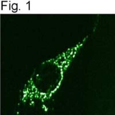 Immunocytochemistry/Immunofluorescence: beta COP Antibody [NBP2-22544] - Immunolocalization of beta-COP in NIH-3T3 cells.