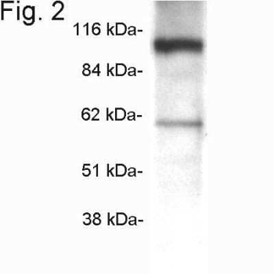 Western Blot beta COP Antibody