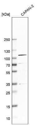 Western Blot beta COP Antibody