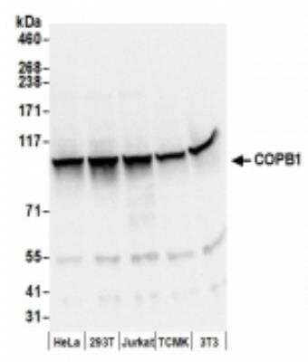 Western Blot: beta COP Antibody [NBP2-41358] - Samples: Whole cell lysate (50 ug) from HeLa, 293T, Jurkat,  mouse TCMK-1, and mouse NIH3T3 cells prepared using NETN lysis buffer. Antibodies: Affinity purified rabbit anti-COPB1 antibody NBP2-41358 used for WB at 0.1 ug/ml. Detection: Chemiluminescence with an exposure time of 3 seconds.