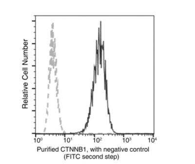 Flow Cytometry: beta-Catenin Antibody (021) [NBP2-89875] -  Analysis of Human CTNNB1 (beta-Catenin) expression on Hela cells. The cells were treated, stained with purified anti-Human CTNNB1 (beta-Catenin), then a FITC-conjugated second step antibody. The fluorescence histograms were derived from gated events with the forward and side light-scatter characteristics of intact cells.