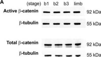 Western Blot: beta-Catenin Antibody (12F7) - Azide and BSA Free [NBP2-80596] - Activity of Wnt/beta-catenin pathway in the embryonic chick lung. Western blot analysis of active and total beta-catenin in stage b1, b2 and b3 lungs, and stage 24 limb (as positive control). Control loading was performed using beta-tubulin (55 kDa). Total and active beta-catenin correspond to 92 kDa. Image collected and cropped by CiteAb from the following publication (//dx.plos.org/10.1371/journal.pone.0112388), licensed under a CC-BY license. Image from the standard format of this antibody.