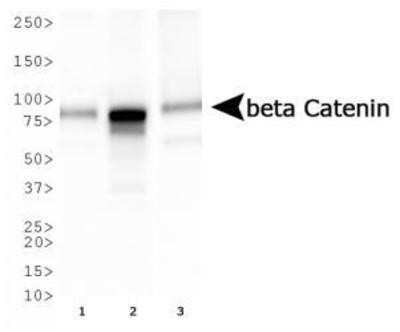 Western Blot: beta-Catenin Antibody (12F7) - Azide and BSA Free [NBP2-80596] - Analysis of beta Catenin expression in 1) HepG2, 2) MCF7, and 3) Cos7 whole cell lysates using NBP1-54467. Image from the standard format of this antibody.