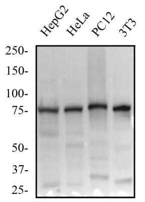 Western Blot: beta-Catenin Antibody (12F7) - Azide and BSA Free [NBP2-80596] - Total protein from human HepG2 and HeLa cells, rat PC12 cells and mouse 3T3 cells was separated on a 7.5% gel by SDS-PAGE, transferred to PVDF membrane and blocked in 5% non-fat milk in TBST. The membrane was probed with 1.0 ug/ml anti-Beta catenin in 1% non-fat milk in TBST and detected with an anti-mouse HRP secondary antibody using chemiluminescence. Image from the standard format of this antibody.