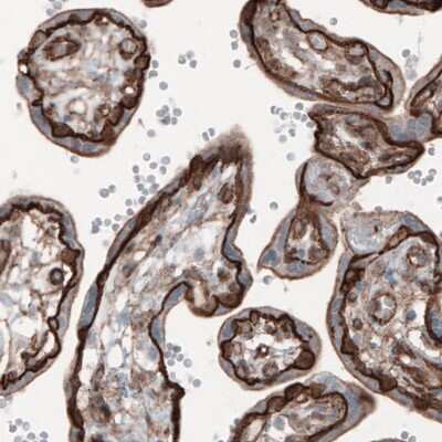 Immunohistochemistry-Paraffin: beta-Catenin Antibody (CL3691) [NBP2-61629] - Staining of human placenta shows strong membranous positivity in trophoblast.