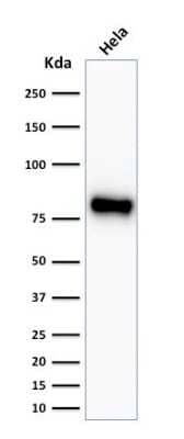 Western Blot: beta-Catenin Antibody (CTNNB1/2030R) [NBP2-79753] - Western Blot Analysis of HeLa cell lysate using beta-Catenin Antibody (CTNNB1/2030R).