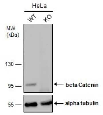 <b>Genetic Strategies Validation. </b>Western Blot: beta-Catenin Antibody (GT2169) [NBP3-13530] - Wild-type (WT) and beta-Catenin knockout (KO) HeLa cell extracts (30 ug) were separated by 7.5% SDS-PAGE, and the membrane was blotted with beta-Catenin antibody [GT2169] (NBP3-13530) diluted at 1:1000. The HRP-conjugated anti-mouse IgG antibody (NBP2-19382) was used to detect the primary antibody, and the signal was developed with Trident ECL plus-Enhanced.