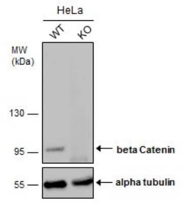 <b>Genetic Strategies Validation. </b>Western Blot: beta-Catenin Antibody (GT2169) [NBP3-13530] - Wild-type (WT) and beta-Catenin knockout (KO) HeLa cell extracts (30 ug) were separated by 7.5% SDS-PAGE, and the membrane was blotted with beta-Catenin antibody [GT2169] (NBP3-13530) diluted at 1:1000. The HRP-conjugated anti-mouse IgG antibody (NBP2-19382) was used to detect the primary antibody, and the signal was developed with Trident ECL plus-Enhanced.