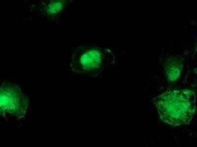 Immunocytochemistry/Immunofluorescence: beta-Catenin Antibody (OTI12H7) - Azide and BSA Free [NBP2-70509] - Staining of COS7 cells transiently transfected by pCMV6-ENTRY beta Catenin.