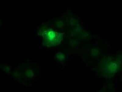 Immunocytochemistry/Immunofluorescence: beta-Catenin Antibody (OTI9C1) - Azide and BSA Free [NBP2-70508] - Analysis of COS7 cells transiently transfected by pCMV6-ENTRY beta-Catenin.