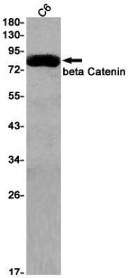 Western Blot: beta-Catenin Antibody (S07-9D5) [NBP3-19581] - Western blot detection of beta-Catenin in C6 cell lysates using NBP3-19581 (1:1000 diluted). Predicted band size: 86kDa. Observed band size: 86kDa.