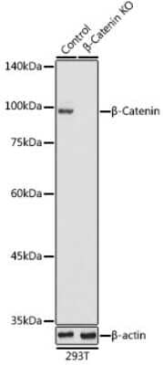 Western Blot: beta-Catenin Antibody [NBP2-92970] - Western blot analysis of extracts from normal (control) and beta-Catenin knockout (KO) 293T cells, using beta-Catenin antibody (NBP2-92970) at 1:1000 dilution. Secondary antibody: HRP Goat Anti-Rabbit IgG (H+L) at 1:10000 dilution. Lysates/proteins: 25ug per lane. Blocking buffer: 3% nonfat dry milk in TBST. Detection: ECL Basic Kit. Exposure time: 3s.