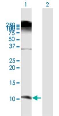 Western Blot: beta-Defensin 3 Antibody [H00055894-B01P] - Analysis of DEFB103A expression in transfected 293T cell line by DEFB103A polyclonal antibody.  Lane1:DEFB103A transfected lysate(7.37 KDa). Lane2:Non-transfected lysate.