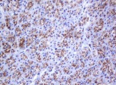 Immunohistochemistry: beta-Galactosidase-1/GLB1 Antibody (OTI1C9) - Azide and BSA Free [NBP2-70829] - Analysis of Human pancreas tissue. (Heat-induced epitope retrieval by 10mM citric buffer, pH6.0, 120C for 3min)