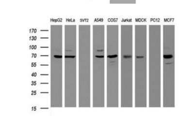 Western Blot: beta-Galactosidase-1/GLB1 Antibody (OTI1C9) - Azide and BSA Free [NBP2-70829] - Analysis of extracts (35ug) from 9 different cell lines by using anti-GLB1 monoclonal antibody (HepG2: human; HeLa: human; SVT2: mouse; A549: human; COS7: monkey; Jurkat: human; MDCK: canine; PC12: rat; MCF7: human).