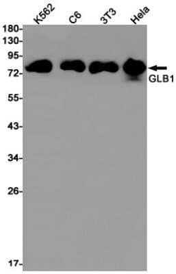 Western Blot: beta-Galactosidase-1/GLB1 Antibody (S01-3G1) [NBP3-15007] - Western blot detection of beta-Galactosidase-1/GLB1 in K562, C6, 3T3, Hela cell lysates using beta-Galactosidase-1/GLB1 Rabbit mAb (1:1000 diluted). Predicted band size: 76kDa. Observed band size: 80kDa.