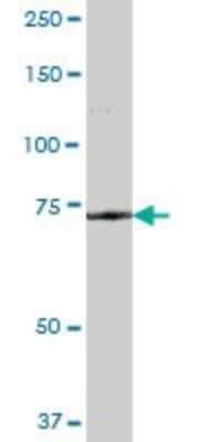 Western Blot: beta-Galactosidase-1/GLB1 Antibody [H00002720-B01P] - Analysis of GLB1 expression in human pancreas.