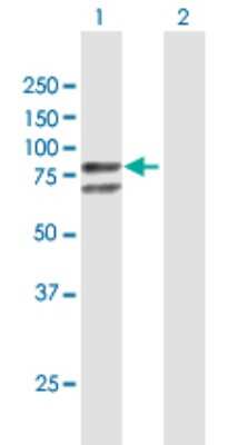 Western Blot: beta-Galactosidase-1/GLB1 Antibody [H00002720-B01P] - Analysis of GLB1 expression in transfected 293T cell line by GLB1 polyclonal antibody.  Lane 1: GLB1 transfected lysate(74.47 KDa). Lane 2: Non-transfected lysate.