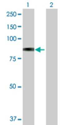 Western Blot: beta-Galactosidase-1/GLB1 Antibody [H00002720-D01P] - Analysis of GLB1 expression in transfected 293T cell line by GLB1 polyclonal antibody.Lane 1: GLB1 transfected lysate(76.10 KDa).Lane 2: Non-transfected lysate.