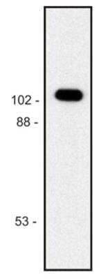 Western Blot: beta Galactosidase Antibody (BG-02) [NB500-334] - Analysis of purified E. coli  beta-galactosidase sample; reduced sample, immunostained by mAb BG-02 and goat anti-mouse IgG (H+L)-HRP conjugate.