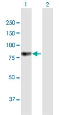 Western Blot: beta-Glucuronidase/GUSB Antibody [H00002990-B01P] - Analysis of GUSB expression in transfected 293T cell line by GUSB polyclonal antibody.  Lane 1: GUSB transfected lysate(71.61 KDa). Lane 2: Non-transfected lysate.