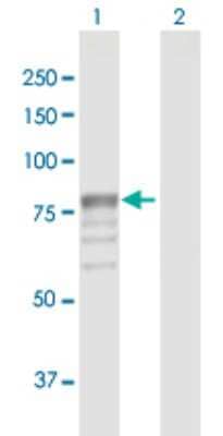 Western Blot: beta-Glucuronidase/GUSB Antibody [H00002990-D01P] - Analysis of GUSB expression in transfected 293T cell line by GUSB polyclonal antibody.Lane 1: GUSB transfected lysate(74.70 KDa).Lane 2: Non-transfected lysate.