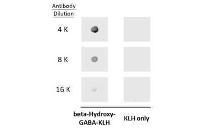 Dot Blot: beta-Hydroxy-GABA Antibody [NBP3-13407] - Dot blot analysis of 100 ng KLH-conjugated beta-hydroxy-GABA, using beta-hydroxy-GABA antibody (NBP3-13407) at 1:4000, 1:8000, and 1:16000.