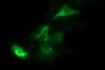 Immunocytochemistry/Immunofluorescence: beta I Tubulin Antibody (OTI4A3) - Azide and BSA Free [NBP2-72225] - Analysis of COS7 cells transiently transfected by pCMV6-ENTRY beta I Tubulin.