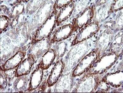 Immunohistochemistry: beta I Tubulin Antibody (OTI4A3) - Azide and BSA Free [NBP2-72225] - Analysis of Human Kidney tissue. (Heat-induced epitope retrieval by 10mM citric buffer, pH6.0, 120C for 3min)