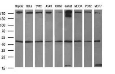 Western Blot: beta I Tubulin Antibody (OTI4A3) - Azide and BSA Free [NBP2-72225] - Analysis of extracts (35ug) from 9 different cell lines (HepG2: human; HeLa: human; SVT2: mouse; A549: human; COS7: monkey; Jurkat: human; MDCK: canine; PC12: rat; MCF7: human).