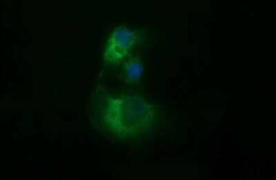 Immunocytochemistry/Immunofluorescence: beta II Tubulin B Antibody (OTI6D11) - Azide and BSA Free [NBP2-72505] - Analysis of COS7 cells transiently transfected by pCMV6-ENTRY beta II Tubulin B.