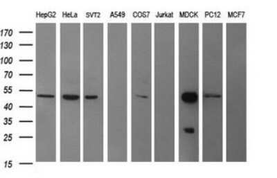 Western Blot: beta II Tubulin B Antibody (OTI6D11) - Azide and BSA Free [NBP2-72505] - Analysis of extracts (35ug) from 9 different cell lines (HepG2: human; HeLa: human; SVT2: mouse; A549: human; COS7: monkey; Jurkat: human; MDCK: canine; PC12: rat; MCF7: human).