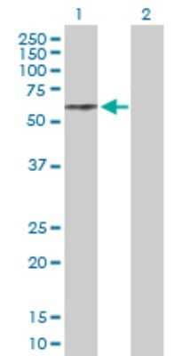 Western Blot: beta II Tubulin B Antibody [H00347733-D01P] - Analysis of TUBB2B expression in transfected 293T cell line by TUBB2B polyclonal antibody.Lane 1: TUBB2B transfected lysate(50.00 KDa).Lane 2: Non-transfected lysate.