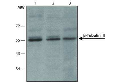 Western Blot: beta-III Tubulin Antibody (SDL.3D10) [NB120-11314] - Cell line lysates were separated on SDS-PAGE and probed with 1:400 Monoclonal Anti-beta-Tubulin III Clone:  DL.3D10.  The antibody was developed using Goat  Anti-Mouse IgG-Peroxidase and a chemiluminescent  substrate. Lanes 1. U87 2. MDBK 3. RAT2
