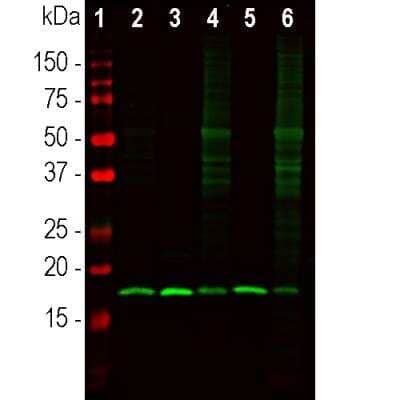 Western Blot: beta-Synuclein Antibody [NBP3-05556] - Western blot analysis of different tissue lysates using beta-Synuclein Antibody at a dilution of 1:1,000 in green: [1] protein standard (red), [2] mouse cerebellum [3] mouse hippocampus, [4] rat cerebellum, [5] rat hippocampus, and [6] cow cerebellum. Strong band at about 17kDa corresponds to the beta-Synuclein protein.