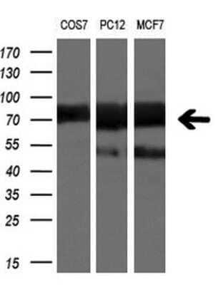 Western Blot: beta-TrCP1/BTRC Antibody (OTI2H2) - Azide and BSA Free [NBP2-71402] - Analysis of extracts (10ug) from COS7, PC12 and MCF7 cell lines.