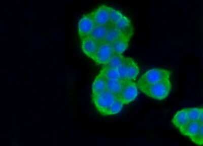 Immunocytochemistry/Immunofluorescence: beta Tubulin Antibody (SR25-04) [NBP2-67341] - Staining beta Tubulin in PC12 cells (green). Cells were fixed in paraformaldehyde, permeabilised with 0.25% Triton X100/PBS.