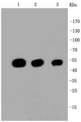 Western Blot: beta Tubulin Antibody (SR25-04) [NBP2-67341] - Analysis of beta Tubulin on different cell lysates using anti-beta Tubulin antibody at 1/1,000 dilution. Positive control: Lane 1: Hela Lane 2: NIH/3T3 Lane 3: PC12