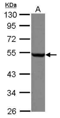 Western Blot: beta Tubulin Antibody [NBP2-15584] - Sample (30 ug of whole cell lysate) A: A549 10% SDS PAGE gel, diluted at 1:1000.