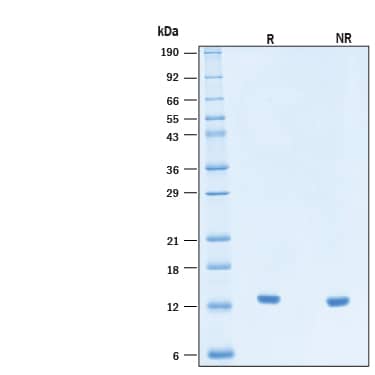 2 μg/lane of Recombinant Human IL‑2 Protein (Catalog # BT-002) was resolved with SDS-PAGE under reducing (R) and non-reducing (NR) conditions and visualized by Coomassie® Blue staining, showing bands at 13 kDa.