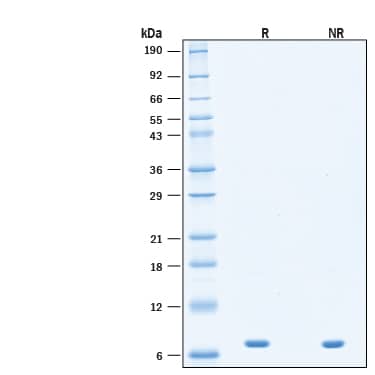 2 μg/lane of Recombinant Human IL‑2 Heat Stable Agonist Protein (Catalog # BT-002HS) was resolved with SDS-PAGE under reducing (R) and non-reducing (NR) conditions and visualized by Coomassie® Blue staining, showing bands at 7 kDa.