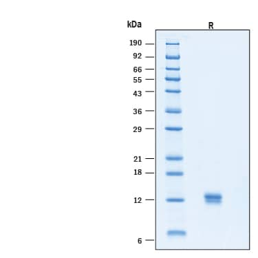 2 μg/lane of Recombinant Human IL‑3 Heat Stable Protein (Catalog # BT-003HS) was resolved with SDS-PAGE under reducing (R) condition and visualized by Coomassie® Blue staining, showing bands at 12-15 kDa.